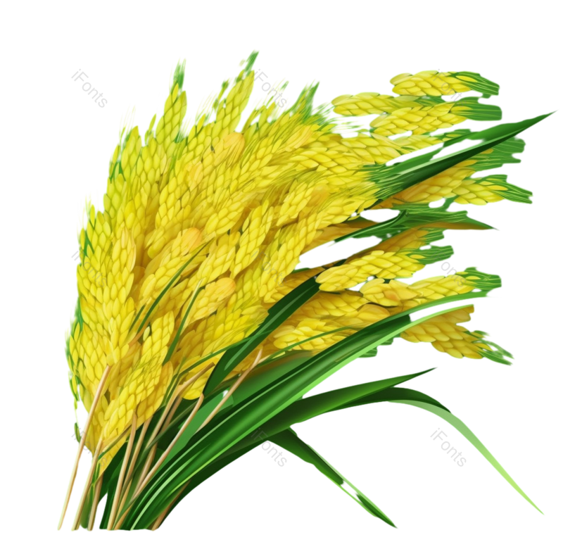 芒种图片,麦子元素,麦穗PNG,谷物免抠素材
